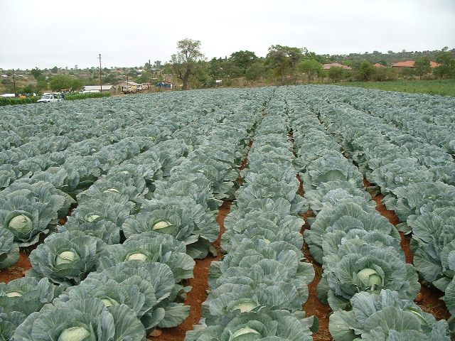 Cabbage Farm in South Africa